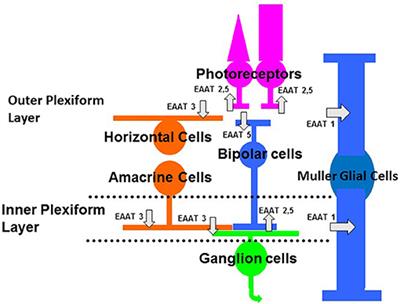 EAAT5 Glutamate Transporter-Mediated Inhibition in the Vertebrate Retina